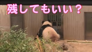 11/18シャンシャン給食の居残りで扉の前でうなだれる…giantpanda uenozoo@tokyo