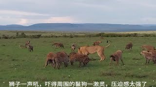 狮子在吃斑马肉，鬣狗群竟敢过来抢它的食物？