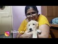 puppy dry bath at home with himalaya fresh coat puppy grooming 🐶🐕🐾