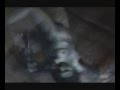 Die Form - Morphosis (Video)