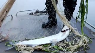 10 catties of big-mouthed fish in one net