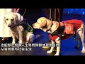 “汪汪队”使命完成！中国首位导盲犬剧院经理艾杰退休