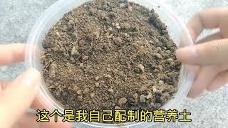 打包盒别扔，用它种葱效果真棒，种一次吃2年，邻居见了都跟着学