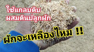 ใช้แกลบดิบผสมดินปลูกผัก ผักจะเหลืองจริงหรือ?? | ไร่ปลื้มtv