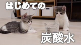 生まれて初めて炭酸水を見た子猫の反応が良すぎる【マンチカン】Kittens who saw carbonated water for the first time