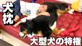 子供達は大型犬を枕にするのが夢だった！バーニーズマウンテンドッグ【大型犬】10ヶ月