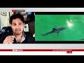 Has a Great White shark newborn been filmed for the first time  BBC News