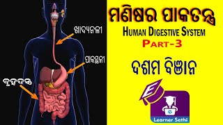 Human Digestive System with Animation In ODIA language