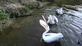 掛川花鳥園   ペリカンたちの華麗な魚キャッチ