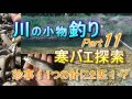 釣り。川の小物釣り11。寒バエ釣り。珍事！1本の針に2匹 　オイカワ、ウグイ、アブラハヤ。 琵琶湖 淡水魚 fishing