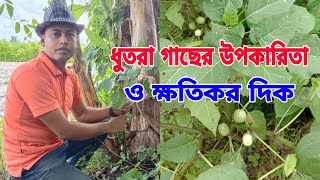 ধুতরা গাছের উপকারিতা | ধুতরা গাছের গুনাগুন | ধুতরা ফুলের উপকারিতা | ধুতরা ফল | Md Rajibul islam