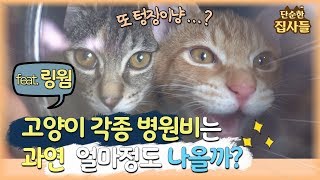 [ENG Sub] 고양이 링웜완치!  피부병 치료비와 각종 병원비는 얼마정도 들까?(예방접종 등) Cats fully recovered from ringworms!