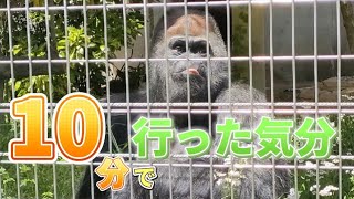 10分で日本モンキーセンターを疑似体験！いろんな猿のダイジェスト