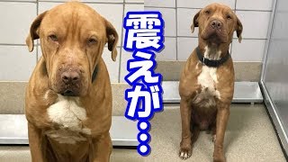 震えが止まらない犬！飼い主に捨てられ怖がりになった犬が…【感動実話】