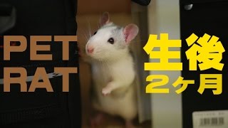 ラットをお迎えして２週間。新しい家族です。