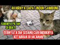 ANAK KUCING KETABRAK Di JALAN SAAT MENCARI INDUKNYA SUDAH DAPAT INDUK SAMBUNG..‼️