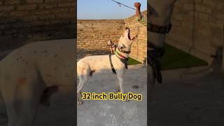 Pure 32 inch famous bully dog vs Kohati gultair #kohatigultairvsbullykutta #kohatigultair #shorts