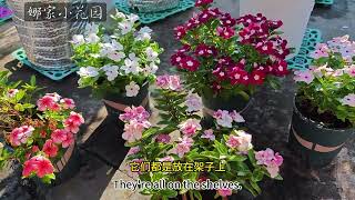 惊艳了这个夏天的长春花，究竟有哪些优点，应该如何养护？Changchun flowers, advantages, how to maintain them?