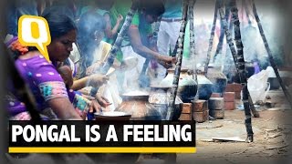 The Quint: Pongal is a Feeling: Here's How You Sample It