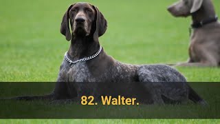 🐕 TOP 100 BEST Dog Names For Male – Dog Name Ideas 2021!