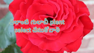 ఎలాంటి గులాబీ మొక్క కొనాలి ?|Rose Plant ఎలా select చేసుకోవాలి?|How to select a Rose Plant? Nighasa