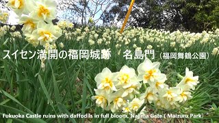 スイセン満開の福岡城跡　名島門（福岡舞鶴公園）Fukuoka Castle ruins with daffodils in full bloom, Najima Gate ( Maizuru Park