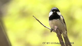 ヒガラ 鳴き声 美しい日本の野鳥 5月