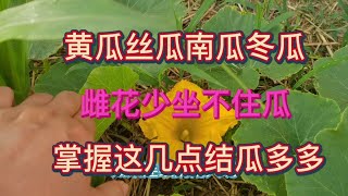 種植黃瓜絲瓜南瓜冬瓜，雌花少坐不住瓜，掌握這幾點結瓜多多產量高