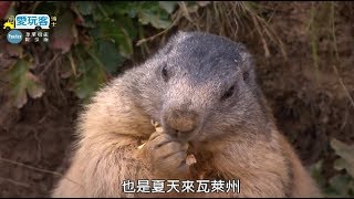 Crazy peanuts lover!! The Groundhog🐁🐁