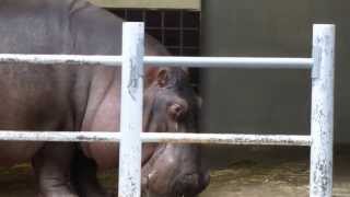 上野動物園カバ_屋内でエサを食べるジロー