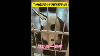 飞云:聪明小熊无障碍交流。啥时候给孩子安排学说话？ #panda #飞云 #熊猫 #萌兰 #丫丫