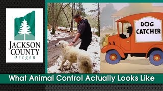 What Animal Control Actually Looks Like