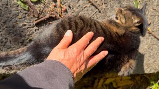 家の外に出てお日様をたっぷり浴びる家猫❗️甘えていた、\