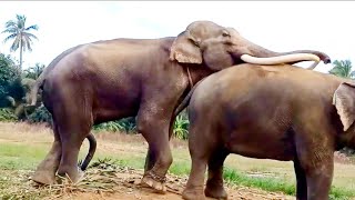 হাতি কিভাবে মিলিত হয়..?? সবচেয়ে বড় হাতি | Big Elephant mating | Discovery Bangla | Animals planet