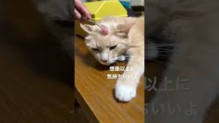 猫かわいい　歯ブラシマッサージをしてみたら、、、