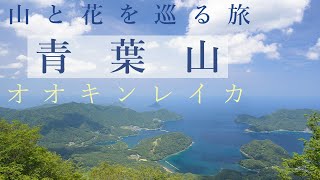 【登山】青葉山（京都・福井県境）酷暑の低山に花を見に登りました（オオキンレイカ・コオニユリ・オオバギボウシ）