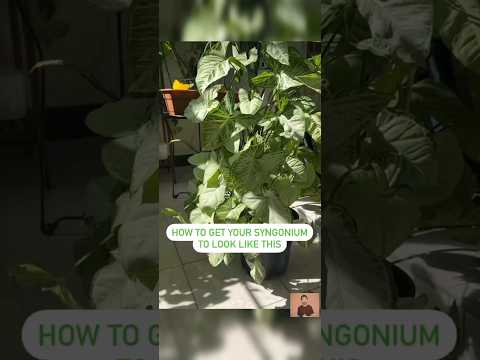 How do you look after Syngonium?