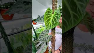 #philodendron Филодендрон бородавчатый