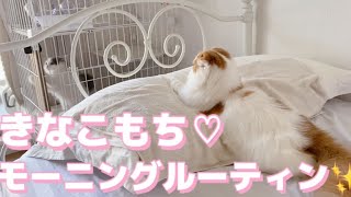 子猫のきなこ！子猫のもち！モーニングルーティン✨【スコティッシュフォールド】【スコティッシュストレート】