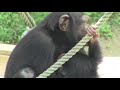 カズミと4か月のヨツバ ちゃん 64 kazumi u0026 baby yotsuba 4 month chimpanzees