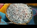 গড়িয়া পাইকারি মাছ বাজার মাছের দাম একদম কম garia fish market