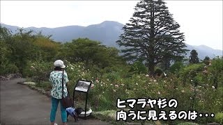 黒パグナイトの神奈川 箱根くつろぎの旅 強羅公園～二の平温泉の犬湯（ペットの温泉）～灯街道・箱根湯本