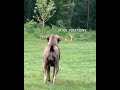 Tony the dog and Ezekiel the deer argument