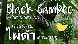 Black bamboo propagation | การตอนไผ่ดำ ep.1