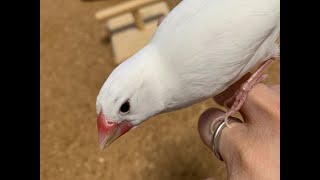 むぎの薄いアイリング 文鳥の健康  ～愛文鳥日記その３９～