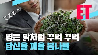 [ET] 병든 닭처럼 꾸벅 꾸벅…당신을 깨울 봄나물 / KBS  2022.03.03.