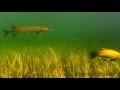 Slow drift underwater in Grand Canal Ireland March 2016. Fish pike roach perch tench rudd bream.