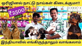 சீக்கிரம் புக் பண்ணுங்க ₹2500 ரூபாய் முதல் l Chepest  🐶 🐕 l Pinky Pets l Erode l madan rsm channel