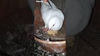 #today #hatching #chick 💥 #subscribe #pigeons🕊️ #update #how #loft #shorts