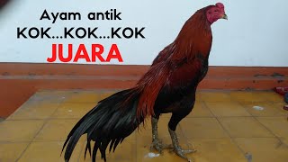 ayam juara punya gaya main paling antik (venom)